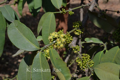 Garcinia livingstonei